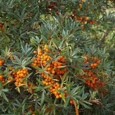 Hippophae Rhamnoides