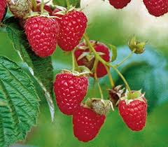 Rubus idaeus 'Himbotop'®