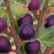Ficus carica 'Rouge de bordeaux'