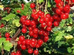 Rode bes (Ribes rubrum)