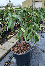 Prunus persica 'Avalonpride'®