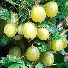 Ribes uva-crispa 'Mucurinus'