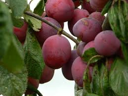 Prunus 'Opal'