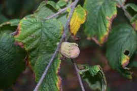 Corylus 'Lombardi'