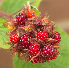 Rubus 'Japanse Wijnbes'
