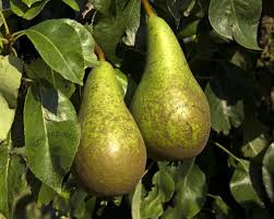 Peren (Pyrus com.)