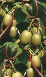 Mini Kiwi (Actinidia arguta)