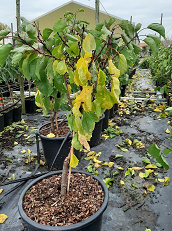 Prunus armeniaca 'Flavourcot' ®