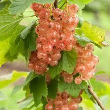 Ribes rubrum 'Gloire des Sablon'