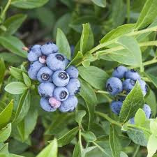 Vaccinium cor. 'Bluejay'