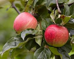 Appel (Malus dom.)