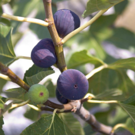 Ficus carica 'Violetta Normande'