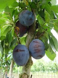 Prunus 'Valor'