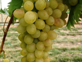 Vitis vinifera 'Lilla'