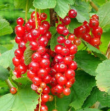 Ribes rubrum 'Jonkheer van Tets'