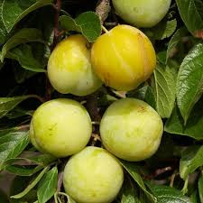 Prunus 'Reine-Claude d'Oullins'