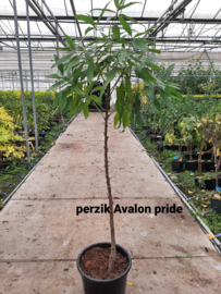 Prunus persica 'Avalonpride'®