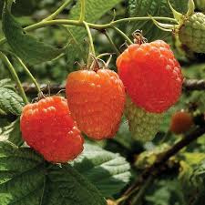 Rubus idaeus 'Valentina' ®