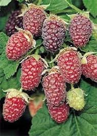 Rubus 'Taybes'