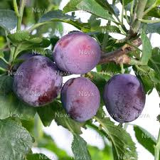 Prunus 'Jubileum'