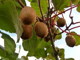 Actinidia chinensis 'Jenny' (m/v)