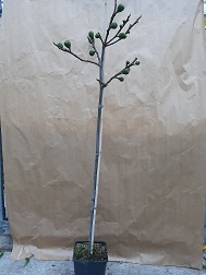 Ficus carica 'Doree'