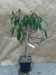 Amandel Prunus dulcis 'Robijn'