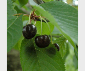 Prunus a. 'Lapins'
