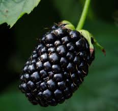 Rubus 'Black Butte'
