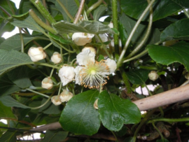 Kiwi( actinidia chinensis)