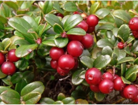 Vaccinium macrocarpon 'Stevens'