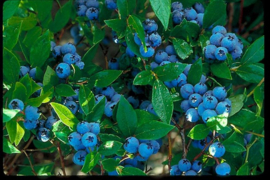 Vaccinium cor. 'North country'