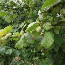 Corylus 'Webb's Prize Cob'