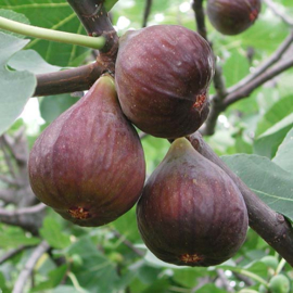 Ficus carica 'Chelsea'