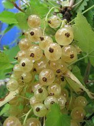Ribes rubrum 'Weisse Versailler' (Versaille blanche)
