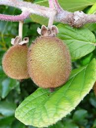 Actinidia chinensis 'Hayward' (v)