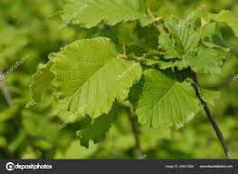 Corylus 'Nottingham Fruehe'