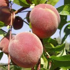 Perzik Prunus persica 'Peregrine'