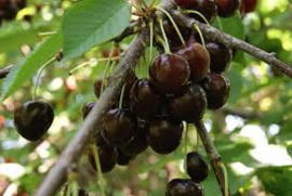 Prunus a. 'Bigarreau Burlat'