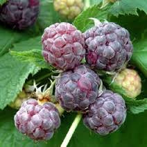 Rubus idaeus 'Glen Coe''