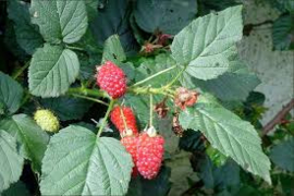 Rubus 'Loganbes'