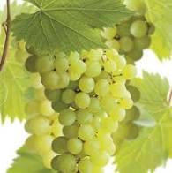 Vitis 'Bianca' (wit)