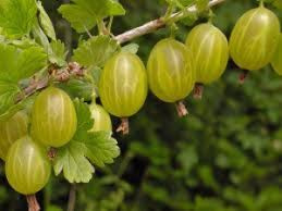 Ribes uva- crispa 'Invicta'