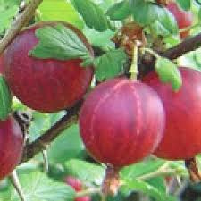 Ribes uva-crispa 'Pax'®