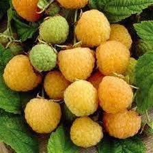 Rubus Ideaus 'Fallgold'