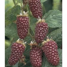 Rubus 'Boysenbes'