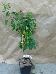 Abrikoos Prunus armeniaca 'Flavourcot' ®