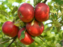 Malus d. 'Discovery'