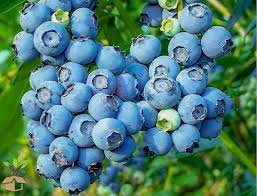 Blauwe bes (vaccinium corymbosem)