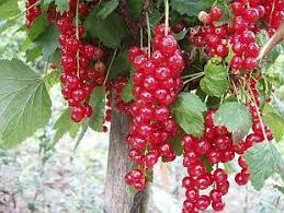 Ribes rubrum 'Tatran'